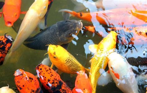 招財鯉魚|水即是財，風水錦鯉魚的這些養法、禁忌，不知道小心。